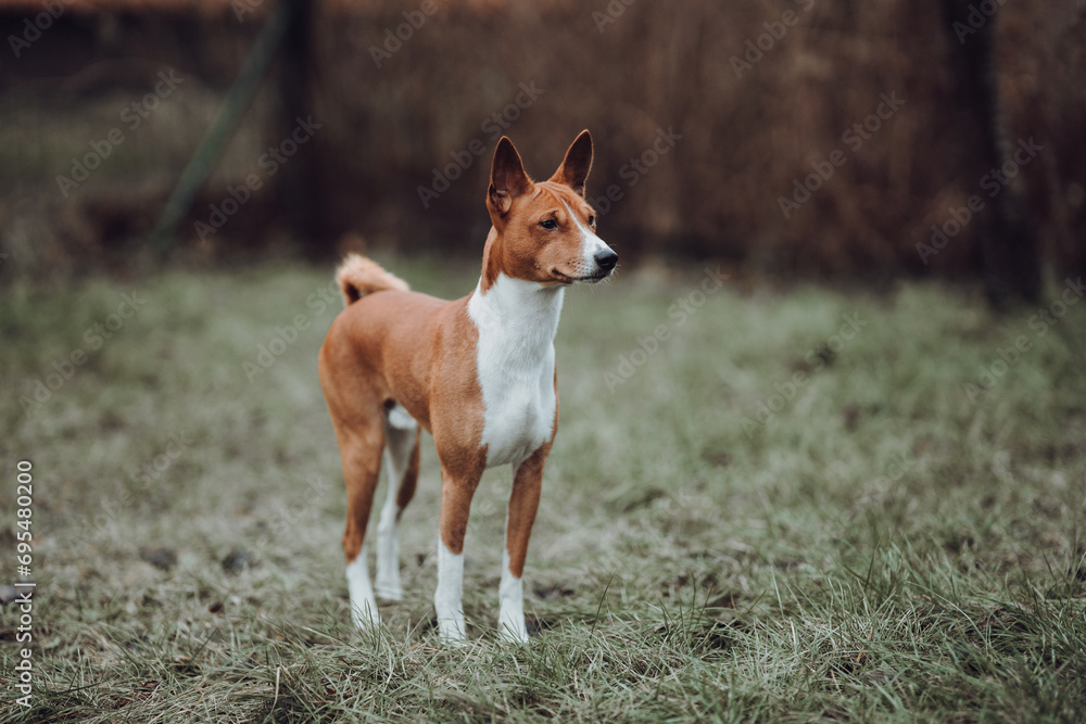 Basenji dogs in their natural environment.