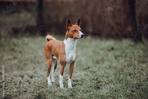 Obraz na płótnie Basenji dogs in their natural environment. w salonie