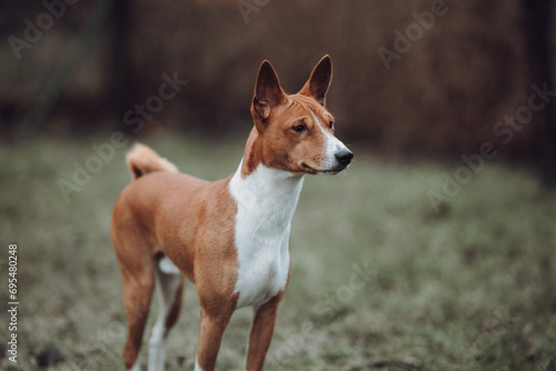 Obraz na płótnie Basenji dogs in their natural environment. w salonie