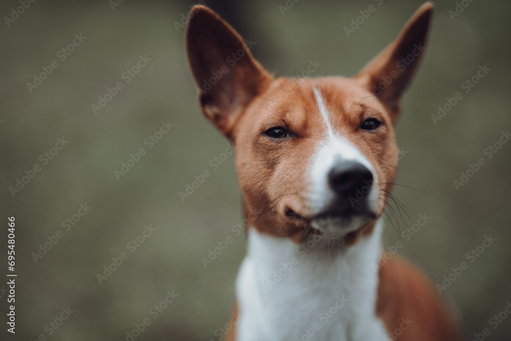 Basenji dogs in their natural environment.