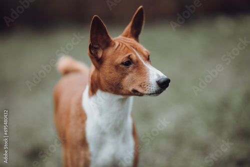 Obraz na płótnie Basenji dogs in their natural environment. w salonie