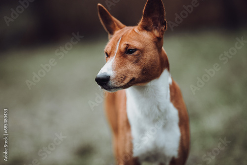 Basenji dogs in their natural environment.