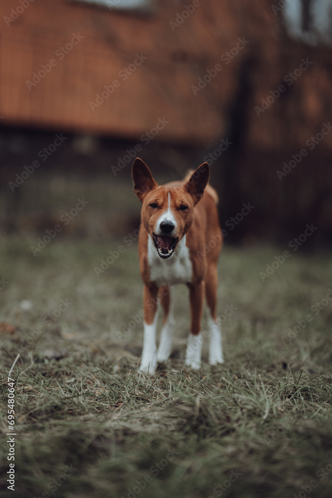 Basenji dogs in their natural environment.