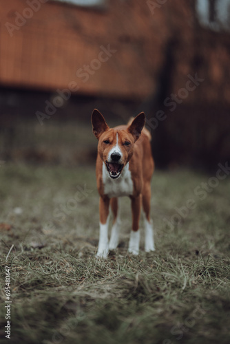 Obraz na płótnie Basenji dogs in their natural environment. w salonie