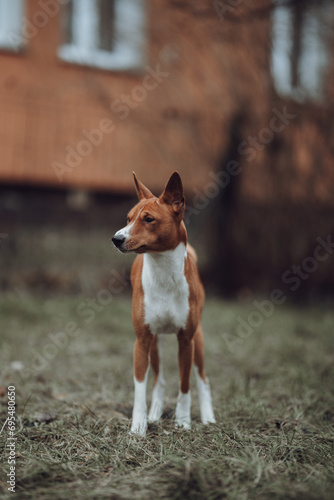 Basenji dogs in their natural environment.