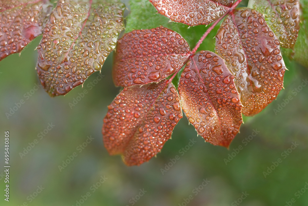 Drops of dew on green red leaf in the in spring. Dew drops on a delicate leaf with natural background. Macro dew drops on a leaf after rain. Natural Spring background. Beautiful texture of leaves Drops of dew on green red leaf in the in spring. Dew drops on a delicate leaf with natural background. Macro dew drops on a leaf after rain. Natural Spring background. Beautiful texture of leaves