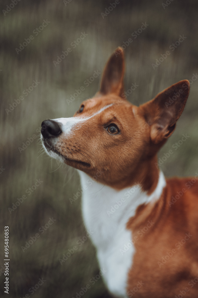 Basenji dogs in their natural environment.
