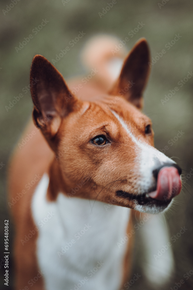 Basenji dogs in their natural environment.