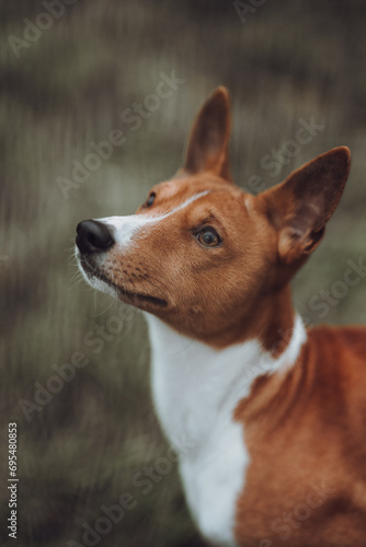 Obraz na płótnie Basenji dogs in their natural environment. w salonie