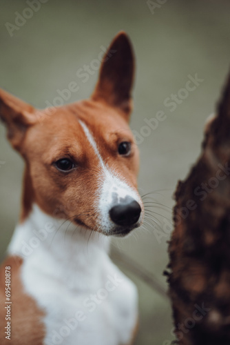 Obraz na płótnie Basenji dogs in their natural environment. w salonie