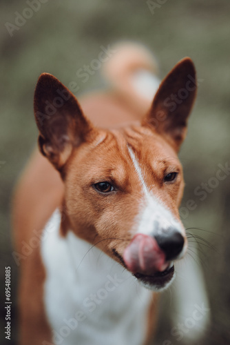 Obraz na płótnie Basenji dogs in their natural environment. w salonie