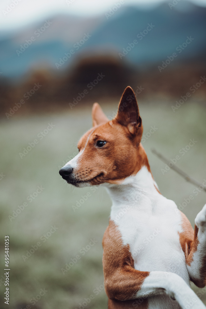 Basenji dogs in their natural environment.