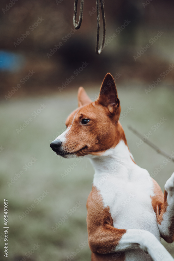 Basenji dogs in their natural environment.