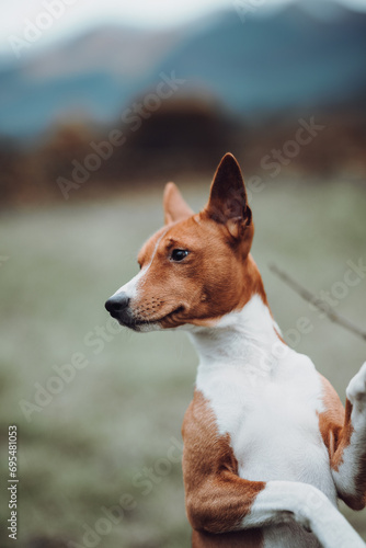 Obraz na płótnie Basenji dogs in their natural environment. w salonie