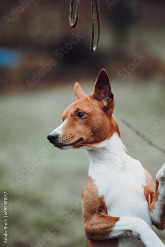 Obraz na płótnie Basenji dogs in their natural environment. w salonie