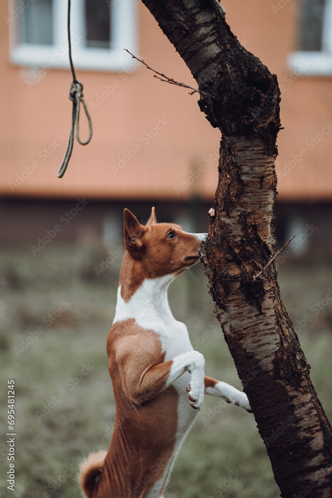 Basenji dogs in their natural environment.