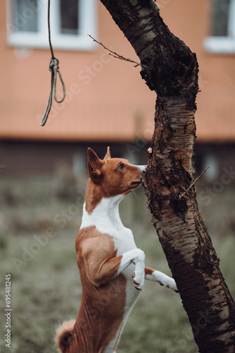 Basenji dogs in their natural environment.