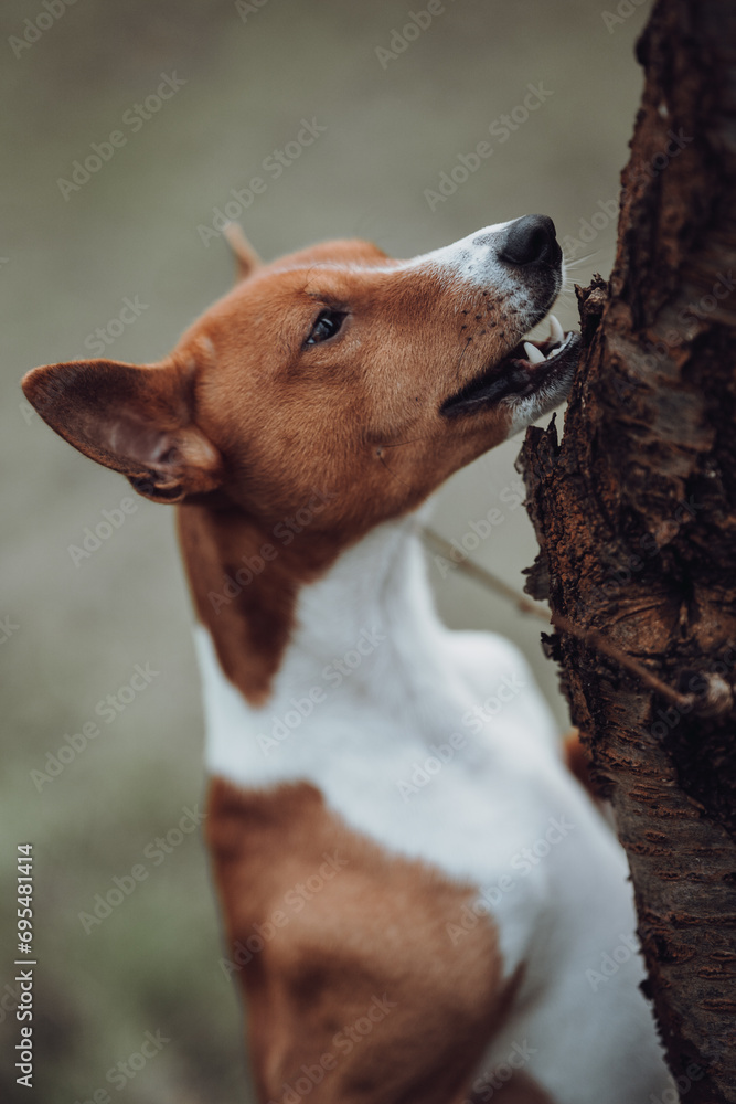 Basenji dogs in their natural environment.