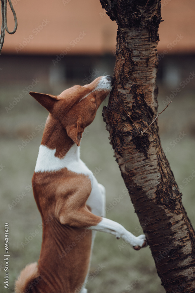 Basenji dogs in their natural environment.