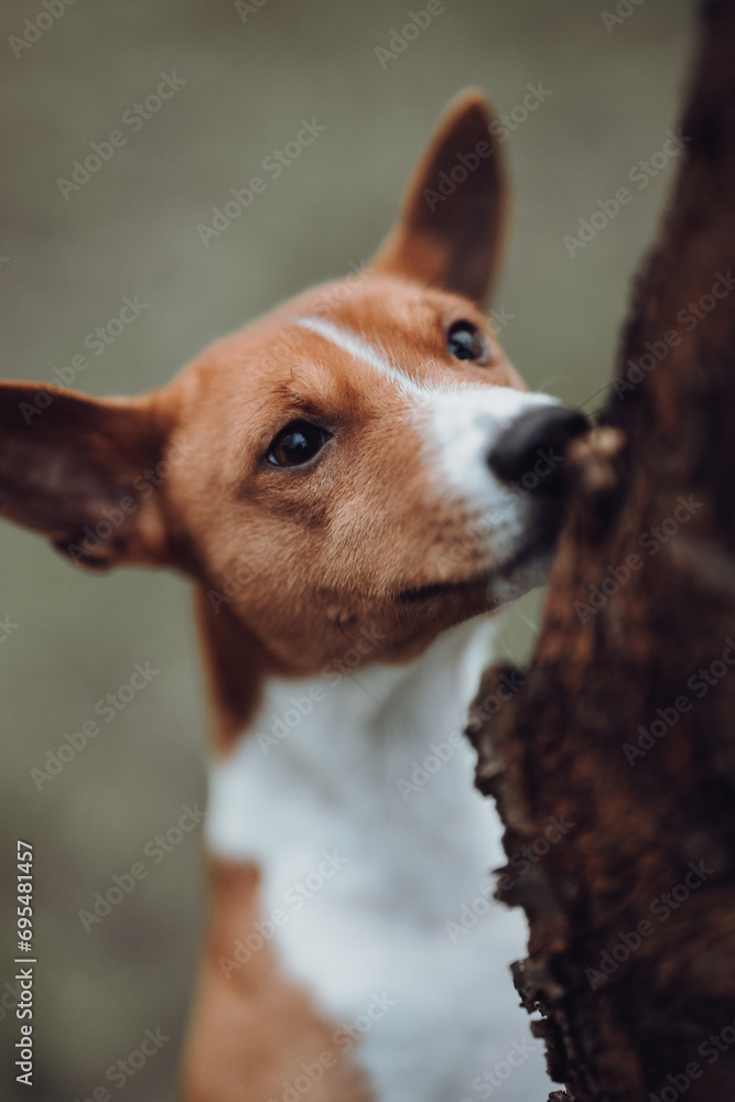 Basenji dogs in their natural environment.
