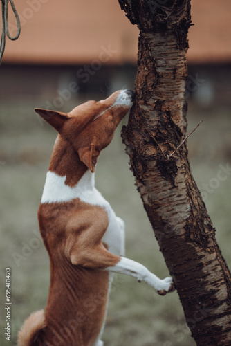 Obraz na płótnie Basenji dogs in their natural environment. w salonie