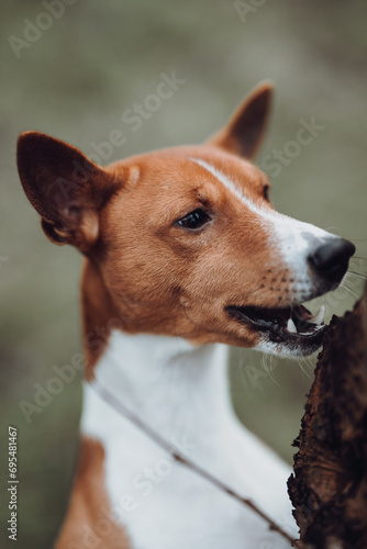Obraz na płótnie Basenji dogs in their natural environment. w salonie
