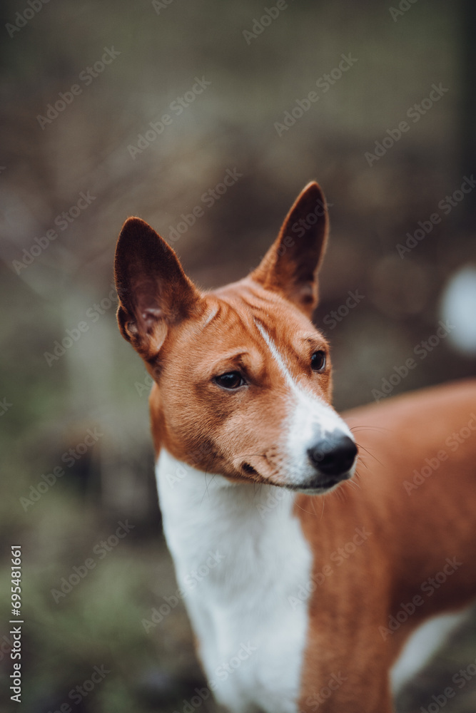 Basenji dogs in their natural environment. Basenji dogs in their natural environment.