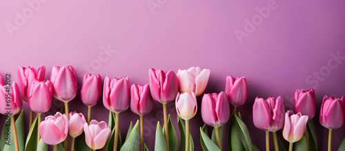 Purple tulips on an isolated pastel background with copy space,