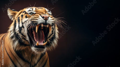 Angry tiger roaring ready to attack isolated on gray background photo