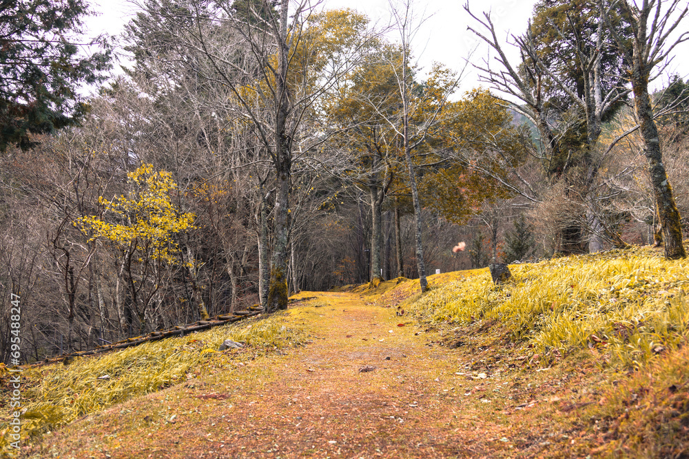 Fototapeta premium 森,日本,愛媛,秋