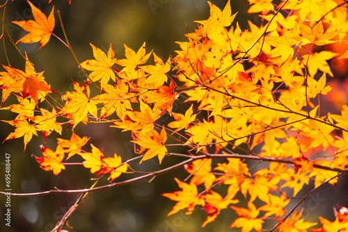 紅葉,日本,愛媛,秋