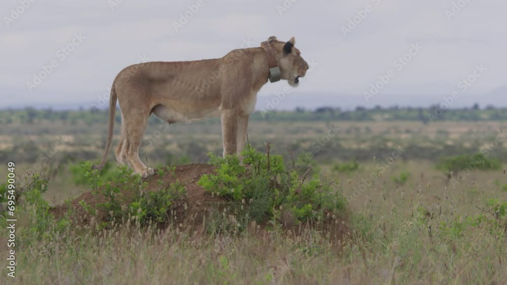 Long lens of a collared female lion (panthera leo) standing on a termite mound scanning the area at morning in Africa. Long lens of a collared female lion (panthera leo) standing on a termite mound scanning the area at morning in Africa.
