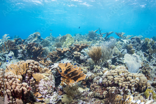 Fototapeta Naklejka Na Ścianę i Meble -  Tropical coral reef.