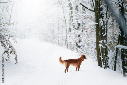 Fototapeta Naklejka Na Ścianę i Meble -  Pies zimą