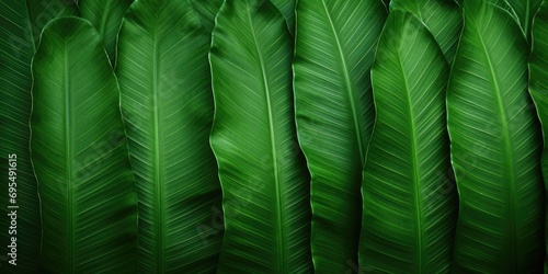 Abstract green leaf texture. Green leaves nature background, tropical leaf