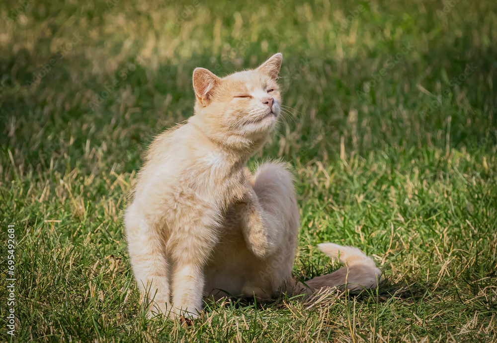 A funny happy light kitten scratches its neck with its hind paw. A close-up of a pet.