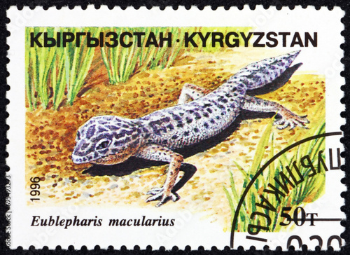 Postage stamp Kyrgyzstan 1996 leopard gecko  eublepharis macularious  is a ground-dwelling lizard native to the rocky dry grassland and desert regions of Asia