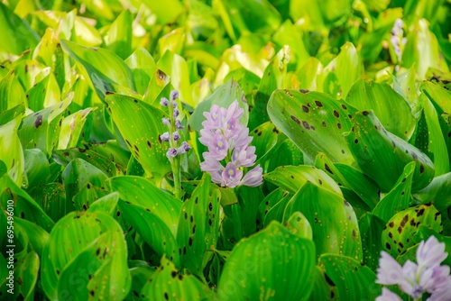 Purple water hyacinths are blooming © paiteen099
