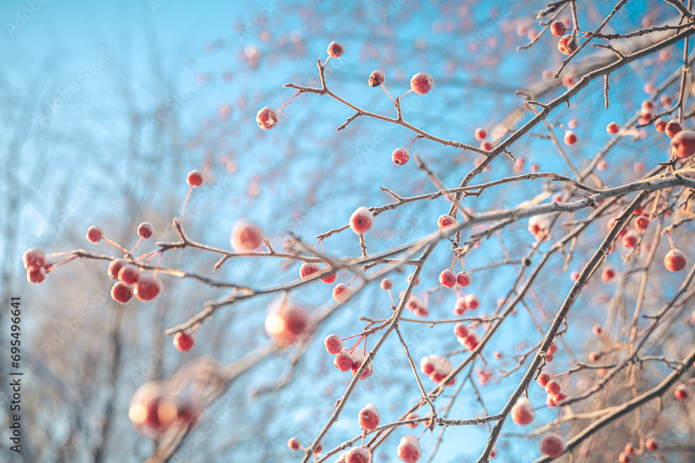Small apples in winter under the snow - obrazy, fototapety, plakaty 