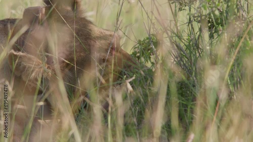 Close up of a collared female lion's (panthera leo) head chewing through its kill through the savannh during the afternoon in Africa. photo