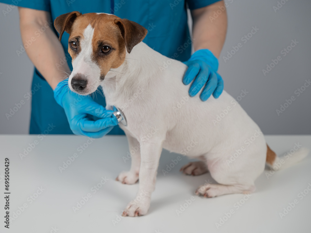 A veterinarian listens to the heartbeat of a Jack Russell Terrier dog.