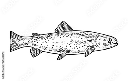 Whole fresh fish flounder. Vector black engraving vintage