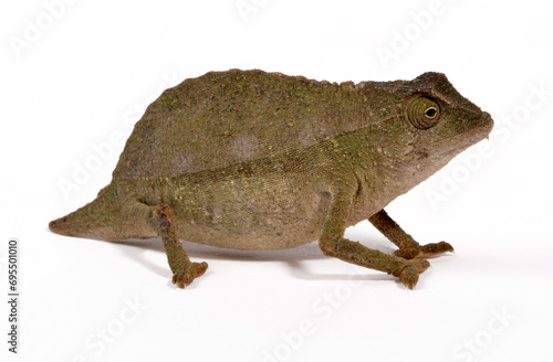 Tansania-Zwergchamäleon // Bearded leaf chameleon (Rieppeleon brevicaudatus / Rhampholeon brevicaudatus) photo