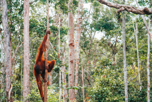 Orangutan in the Borneo wild forest, Indonesia