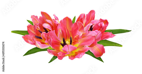 Coral and yellow tulip flow...