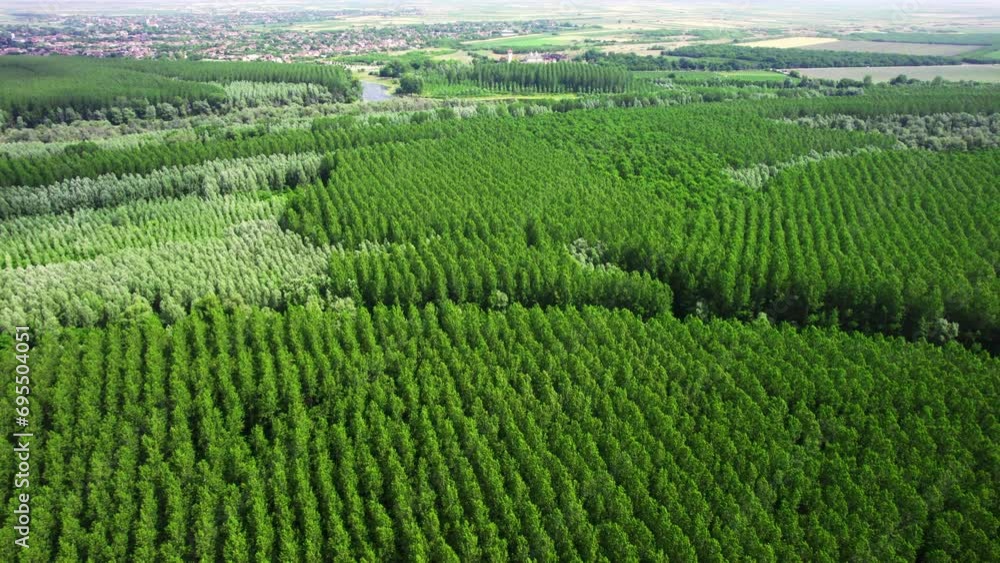 Drone flies above lush green woods towards lake near village Drone flies above lush green woods towards lake near village
