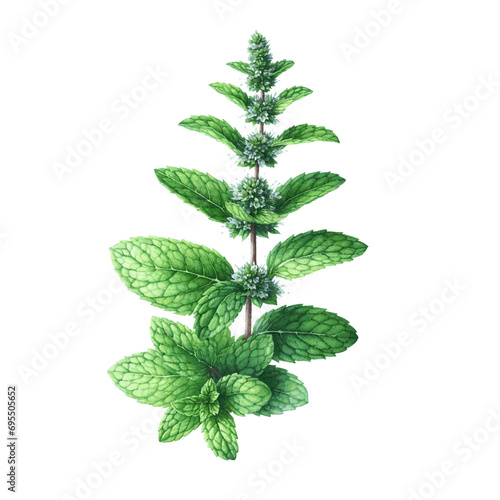 green mint herb with leaves watercolor paint on white for greeting card wedding design