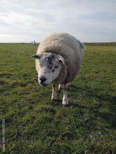 sheep in a meadow