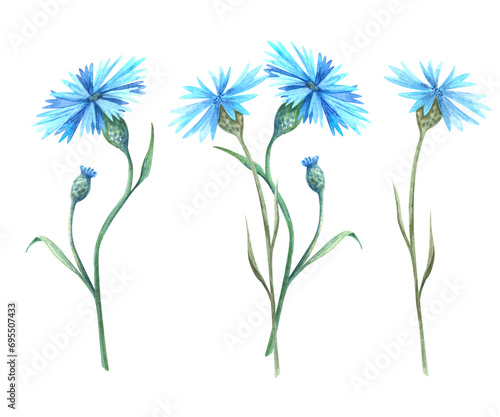 A set of blossom cornflower, bouquet of outdoor plant. Hand painted watercolor illustration of blue wild flower, isolated on a transparent background not AI. For greeting card and garden design. photo