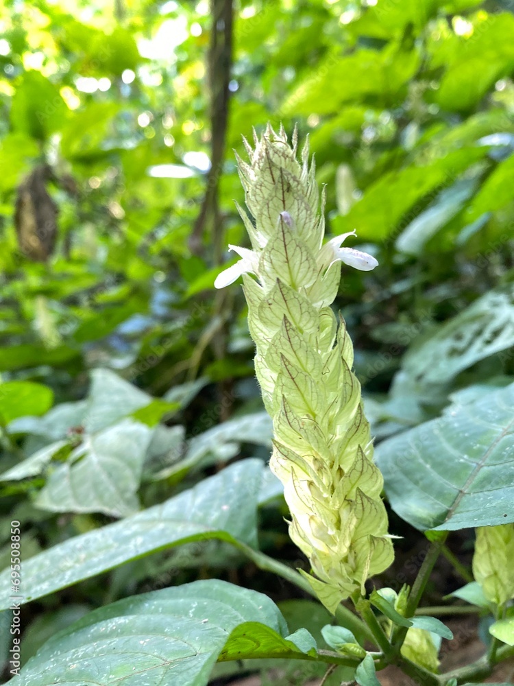 Obraz premium leaves of strawberry